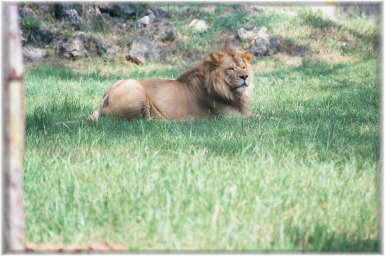 AFRICAN LION 0100
